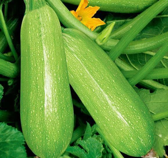 康县网红吃瓜原视频,揭秘当地美食文化魅力 第2张 康县网红吃瓜原视频,揭秘当地美食文化魅力 第2张