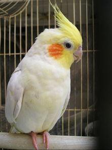 玄凤鹦鹉爆料视频,揭秘鹦鹉界的秘密生活